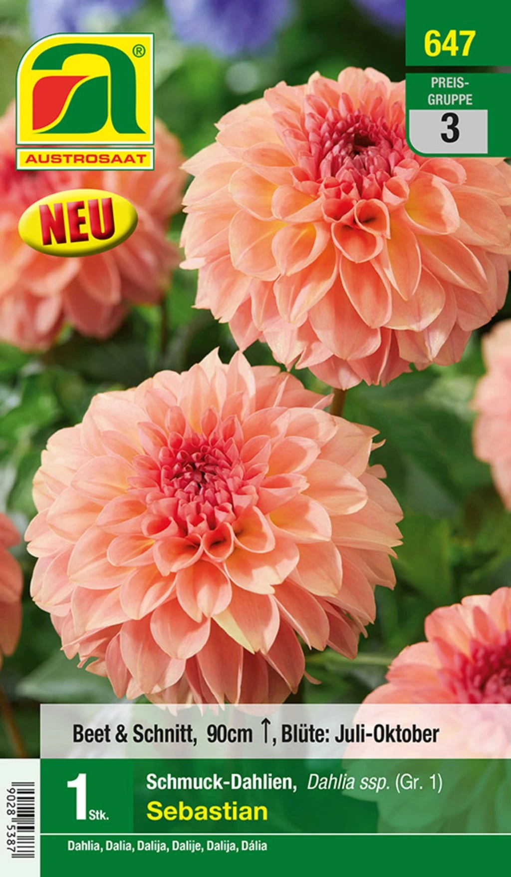 Blumenzwiebel, Dahlie Schmuck Sebastian 3 Blumenzwiebel, Dahlie Schmuck Sebastian