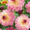 Blumenzwiebel, Dahlie Schmuck Zingaro -Garten Flaire Verkaufsgeschäft austrosaat blumenzwiebel dahlie schmuck zingaro 1684105 de