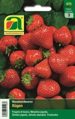Monatserdbeeren "Rügen" -Garten Flaire Verkaufsgeschäft austrosaat monatserdbeeren ruegen 1 paket 1676546 de