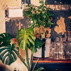 Pflanztasche "Colour" - 10 Liter, Ingwer 12 Pflanztasche "Colour" - 10 Liter, Ingwer -Garten Flaire Verkaufsgeschäft bacsac pflanztasche colour 10 liter 1681163 de