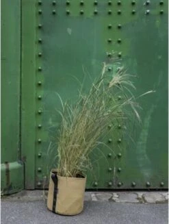 Pflanztasche "Colour" - 10 Liter, Ingwer 16 Pflanztasche "Colour" - 10 Liter, Ingwer -Garten Flaire Verkaufsgeschäft bacsac pflanztasche colour 10 liter ingefaera 1681167 de