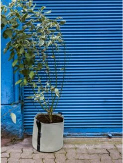 Pflanztasche "Colour" - 25 Liter, Limette -Garten Flaire Verkaufsgeschäft bacsac pflanztasche colour 25 liter kalk 1681182 de