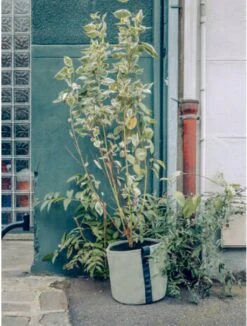 Pflanztasche "Colour" - 25 Liter, Limette -Garten Flaire Verkaufsgeschäft bacsac pflanztasche colour 25 liter kalk 1681185 de