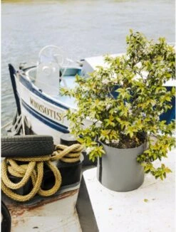 Pflanztasche "Colour" - 50 Liter, Limette 7 Pflanztasche "Colour" - 50 Liter, Limette -Garten Flaire Verkaufsgeschäft bacsac pflanztasche colour 50 liter 1681195 de