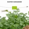 Bio Echter Koriander -Garten Flaire Verkaufsgeschäft bionana bio echter koriander 1 pkg 931978 de