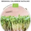 Bio Keimsprossen Brokkoli „Calabrese Natalino“ 1 Bio Keimsprossen Brokkoli „Calabrese Natalino“ -Garten Flaire Verkaufsgeschäft bionana bio keimsprossen brokkoli calabrese natalino 1 paket 1695262 de