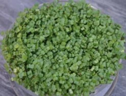 Keimsprossen "Brokkoli", 25 G 5 Keimsprossen "Brokkoli", 25 G -Garten Flaire Verkaufsgeschäft de bolster keimsprossen brokkoli 25 g 1647408 de