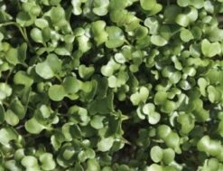 Keimsprossen "Rucola", 30 G -Garten Flaire Verkaufsgeschäft de bolster keimsprossen rucola 30 g 1647576 de