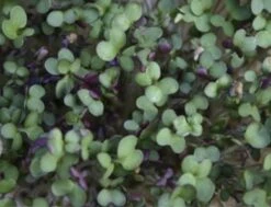 Keimsprossen "Senfsaat", 50 G