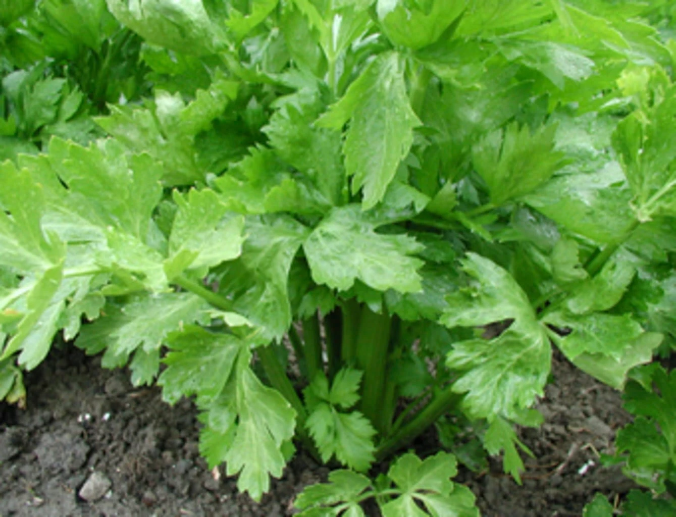 Stangensellerie "Tall Utah", 0,30 G 3 Stangensellerie "Tall Utah", 0,30 G