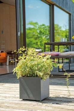 Pflanztopf "Quadro Millenium" Mit Wasserreservoir - Anthrazit, 39 Cm 11 Pflanztopf "Quadro Millenium" Mit Wasserreservoir - Anthrazit, 39 Cm -Garten Flaire Verkaufsgeschäft deroma pflanztopf millenium 39 cm mit wasserreservoir anthrazit 1631607 de