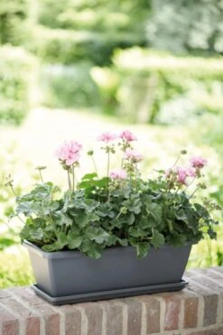 Elho Barcelona Balkonkasten 70 Cm, Anthrazit -Garten Flaire Verkaufsgeschäft elho barcelona balkonkasten 70 cm antracit 1667234 de