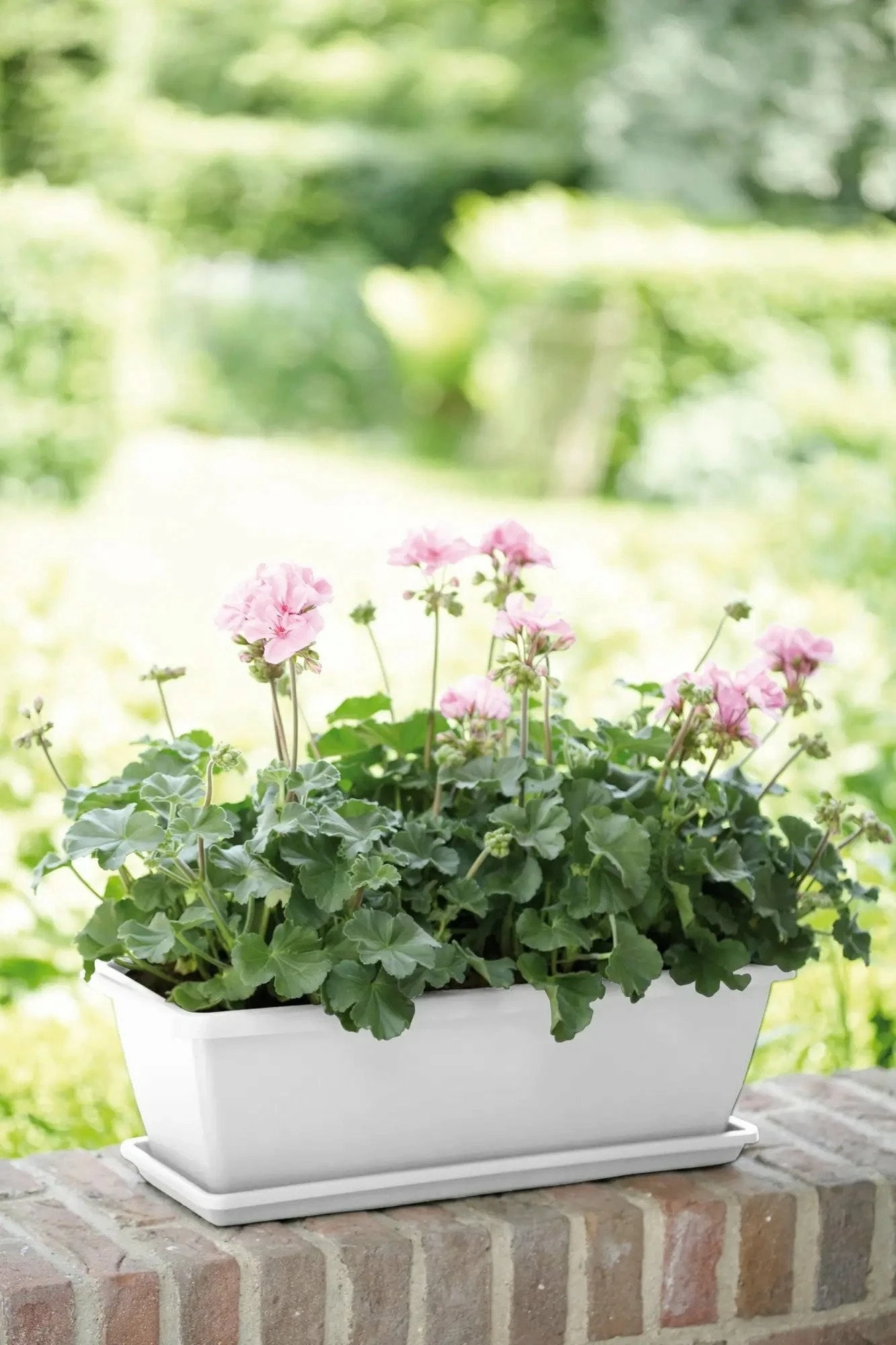 Elho Barcelona Balkonkasten Untersetzer 40 Cm, Weiss 7 Elho Barcelona Balkonkasten Untersetzer 40 Cm, Weiss - Image 5