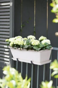 Elho Barcelona Balkonkasten Untersetzer 40 Cm, Weiss 8 Elho Barcelona Balkonkasten Untersetzer 40 Cm, Weiss -Garten Flaire Verkaufsgeschäft elho barcelona balkonkasten untersetzer 40 cm vit 1667298 de