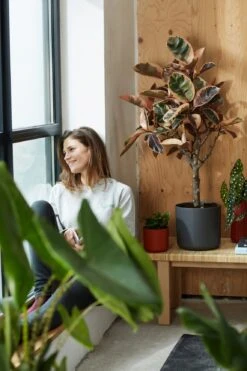 Elho B.for Soft Rund Anthrazit, Ø 22 Cm -Garten Flaire Verkaufsgeschäft elho bfor soft rund anthrazit 786475 de