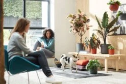 Elho B.for Soft Rund Anthrazit, Ø 22 Cm -Garten Flaire Verkaufsgeschäft elho bfor soft rund anthrazit 786485 de