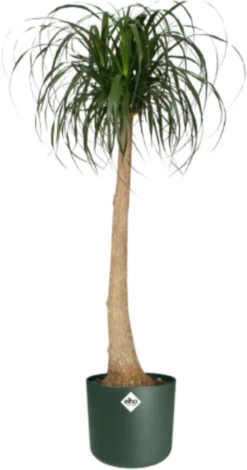 Elho B.for Soft Rund Laubgrün, Ø 18 Cm -Garten Flaire Verkaufsgeschäft elho bfor soft rund laubgruen 1671527 de