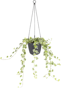 Elho Brussels Hängeampel "18cm", Anthrazit -Garten Flaire Verkaufsgeschäft elho brussels haengeampel 18cm antracit 1666534 de