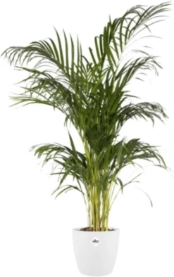 Elho Brussels Rund 14 Cm, Weiß 17 Elho Brussels Rund 14 Cm, Weiß -Garten Flaire Verkaufsgeschäft elho brussels rund 14 cm vit 1657666 de