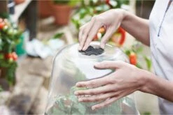 Elho Green Basics Anzucht Haus Rund, 30 Cm -Garten Flaire Verkaufsgeschäft elho green basics anzucht haus rund 1666626 de