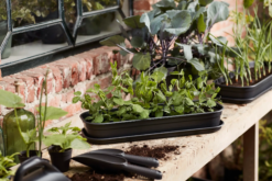 Elho Green Basics Anzucht-Untersetzer L, Lebhaft Schwarz -Garten Flaire Verkaufsgeschäft elho green basics anzucht untersetzer l 1588394 de