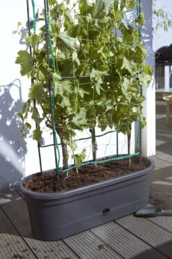 Elho Green Basics Veggie Wall 80 Cm -Garten Flaire Verkaufsgeschäft elho green basics veggie wall 80 cm 1 stk 772848 de