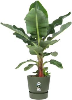 Elho Greenville Topf Rund 40 Cm, Laubgrün -Garten Flaire Verkaufsgeschäft elho greenville topf rund 40 cm vaextgroen 1668952 de