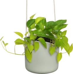 Elho Hängetopf 18cm B.for Swing, Steingrün