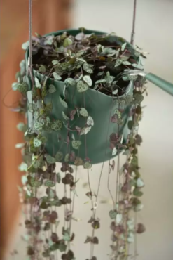 Elho Hängetopf 18cm B.for Swing, Steingrün 14 Elho Hängetopf 18cm B.for Swing, Steingrün -Garten Flaire Verkaufsgeschäft elho haengetopf 18cm bfor swing stengroen 1679855 de