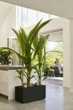 Elho Pflanzkasten Vivo Next Lang - 60 Cm, Living Schwarz -Garten Flaire Verkaufsgeschäft elho pflanzkasten vivo next lang 60 cm living schwarz 1247651 de