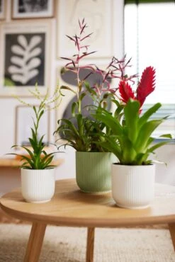 Elho Vibes Fold Rund 16 Cm, Sorbet Grün -Garten Flaire Verkaufsgeschäft elho vibes fold rund 16 cm 1495253 de