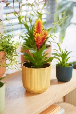 Elho Vibes Fold Rund 16 Cm, Sorbet Grün -Garten Flaire Verkaufsgeschäft elho vibes fold rund 16 cm 1495283 de