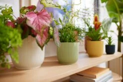 Elho Vibes Fold Rund 16 Cm, Sorbet Grün -Garten Flaire Verkaufsgeschäft elho vibes fold rund 16 cm 1495293 de