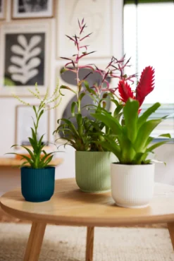 Elho Vibes Fold Rund 16 Cm, Sorbet Grün -Garten Flaire Verkaufsgeschäft elho vibes fold rund 16 cm sorbet gruen 1382393 de