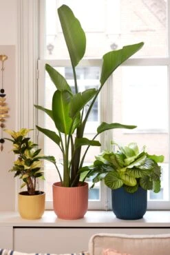 Elho Vibes Fold Rund 25 Cm, Seidenweiß -Garten Flaire Verkaufsgeschäft elho vibes fold rund 25 cm 1495555 de