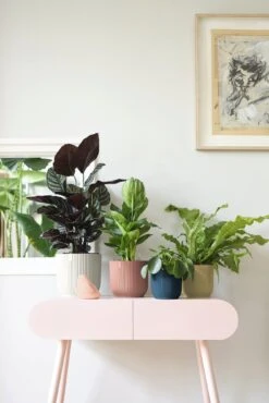 Elho Vibes Fold Rund 25 Cm, Seidenweiß -Garten Flaire Verkaufsgeschäft elho vibes fold rund 25 cm seidenweiss 1048196 de