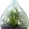 ESSCHERT DESIGN Plant Terrarium Erde -Garten Flaire Verkaufsgeschäft esschert design plant terrarium erde 1 st 1671920 de
