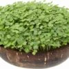 Microgreens Nachfüllpaket "Brokk 'n' Roll" -Garten Flaire Verkaufsgeschäft grow grow nut microgreens nachfuellpaket brokk n roll 1 set 1012604 de