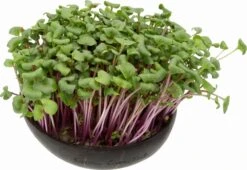 Microgreens Nachfüllpaket "Brokk 'n' Roll" -Garten Flaire Verkaufsgeschäft grow grow nut microgreens nachfuellpaket brokk n roll 1 set 1012611 de