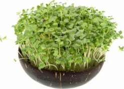 Microgreens Nachfüllpaket "Brokk 'n' Roll" -Garten Flaire Verkaufsgeschäft grow grow nut microgreens nachfuellpaket brokk n roll 1 set 1012887 de