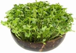 Microgreens Nachfüllpaket "Red Hot Greens" 9 Microgreens Nachfüllpaket "Red Hot Greens" -Garten Flaire Verkaufsgeschäft grow grow nut microgreens nachfuellpaket red hot greens 1 set 1012866 de