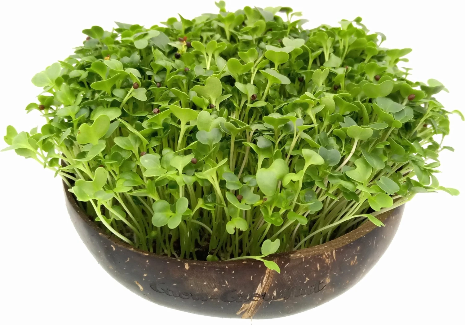 Microgreens Nachfüllpaket "Red Hot Greens" 4 Microgreens Nachfüllpaket "Red Hot Greens" - Image 2