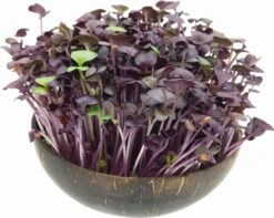 Microgreens Nachfüllpaket "Red Hot Greens" 12 Microgreens Nachfüllpaket "Red Hot Greens" -Garten Flaire Verkaufsgeschäft grow grow nut microgreens nachfuellpaket red hot greens 1 set 1012873 de