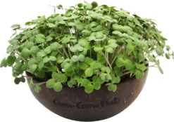 Microgreens Nachfüllpaket "Red Hot Greens" 11 Microgreens Nachfüllpaket "Red Hot Greens" -Garten Flaire Verkaufsgeschäft grow grow nut microgreens nachfuellpaket red hot greens 1 set 1675645 de