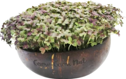 Microgreens Nachfüllpaket "The Mikro Greens" -Garten Flaire Verkaufsgeschäft grow grow nut microgreens nachfuellpaket the mikro greens 1 set 1012929 de