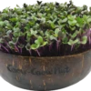 Microgreens Nachfüllpaket "The Mikro Greens" -Garten Flaire Verkaufsgeschäft grow grow nut microgreens nachfuellpaket the mikro greens 1 set 1012943 de