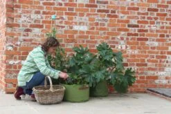 Gemüsepflanztaschen Im 3er Set, 3 Stück 8 Gemüsepflanztaschen Im 3er Set, 3 Stück -Garten Flaire Verkaufsgeschäft haxnicks gemuesepflanztaschen im 3er set 3 st 1666016 de