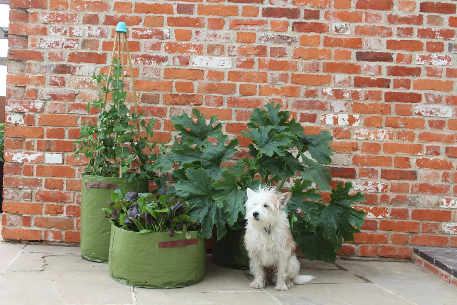 Gemüsepflanztaschen Im 3er Set, 3 Stück 4 Gemüsepflanztaschen Im 3er Set, 3 Stück - Image 2