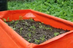 Karottenpflanztasche Im 2er Set, 2 Stück 9 Karottenpflanztasche Im 2er Set, 2 Stück -Garten Flaire Verkaufsgeschäft haxnicks karottenpflanztasche im 2er set 2 st 1666038 de