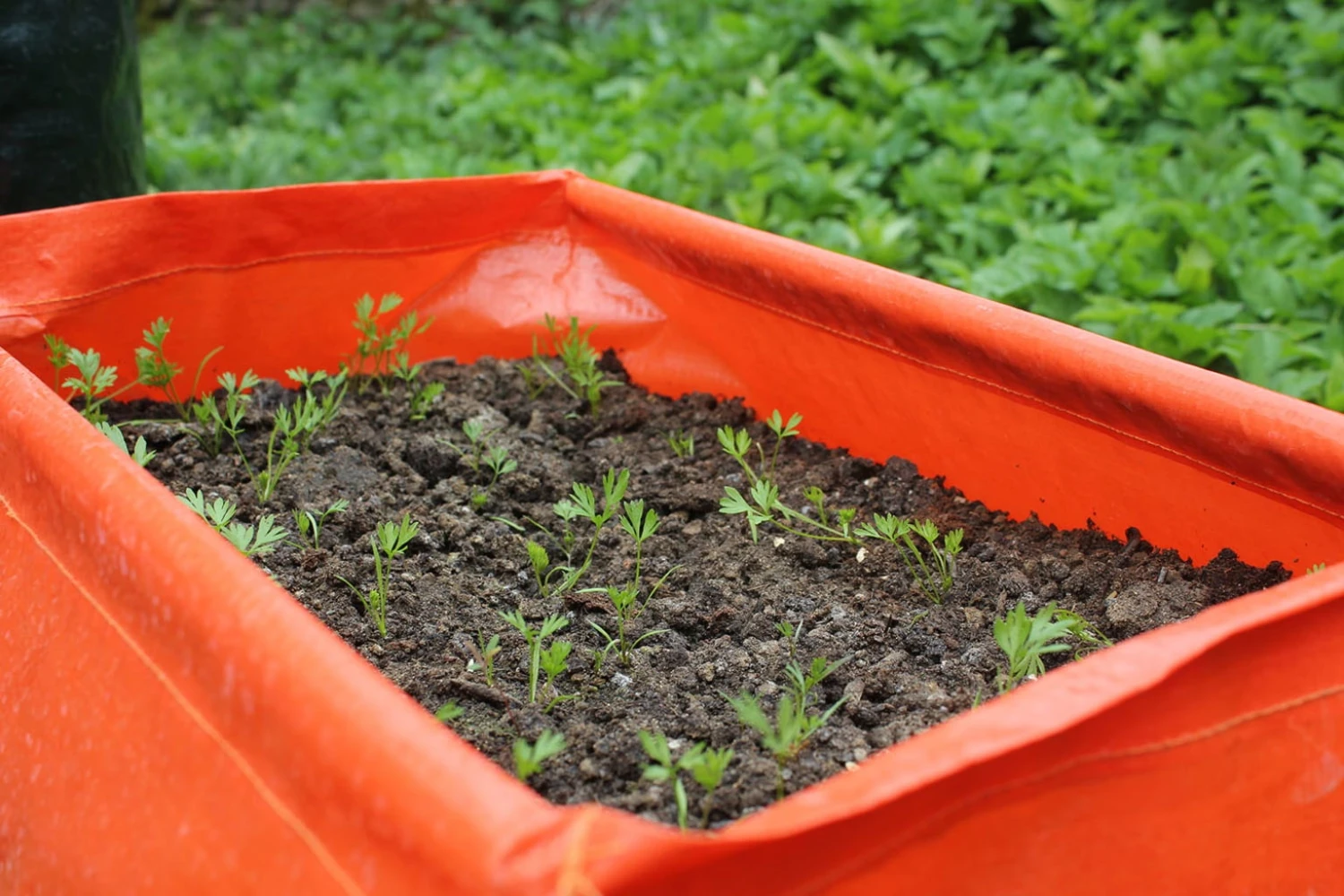 Karottenpflanztasche Im 2er Set, 2 Stück 6 Karottenpflanztasche Im 2er Set, 2 Stück - Image 4